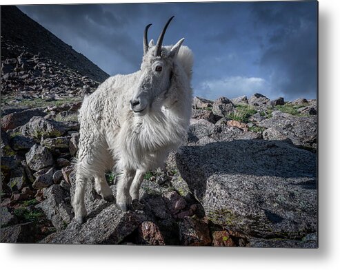 Mt. Evans Metal Print featuring the photograph Posing for Effect by Richard Raul Photography