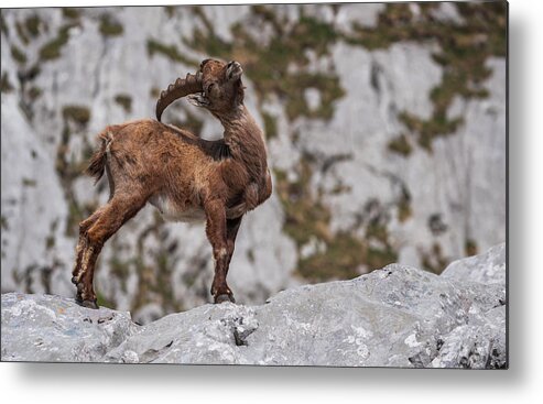 Alpine Metal Print featuring the photograph Posing Like A Pro by Ales Krivec