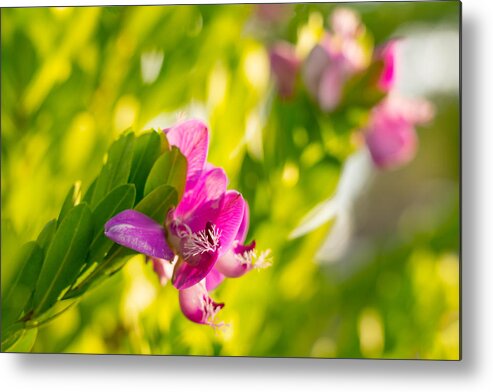 Flowers Metal Print featuring the photograph Pretty Picture by Derek Dean