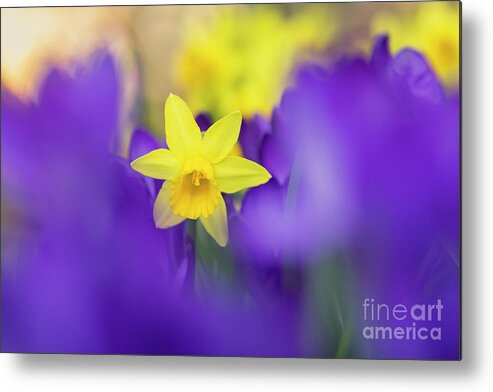 Daffodil Metal Print featuring the photograph Pretty Through Purple by Tim Gainey