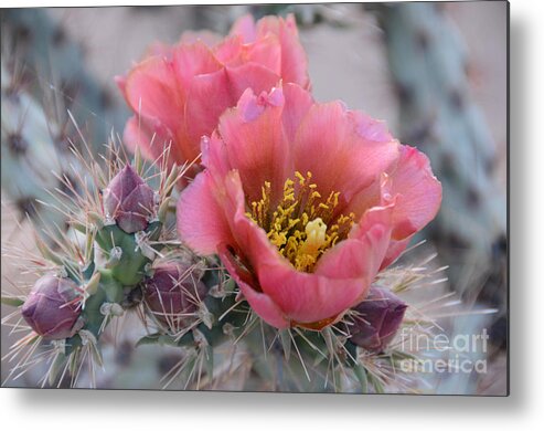 Opuntia Metal Print featuring the photograph Prickly Pear Cactus With Pink Flowers by Jerry Horbert