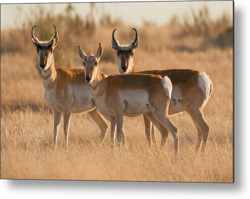 Agility Metal Print featuring the photograph Pronghorn Antelope Near Marfa, Texas by Ed Darack