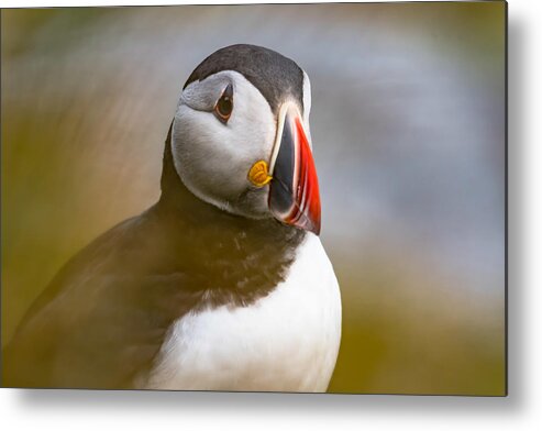 Puffin Metal Print featuring the photograph Puffin by Caroline Wirtz