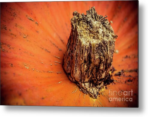 Pumpkin Metal Print featuring the photograph Pumpkin close-up by Lyl Dil Creations