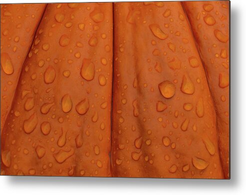 Pumpkin Metal Print featuring the photograph Pumpkin by Michelle Wittensoldner