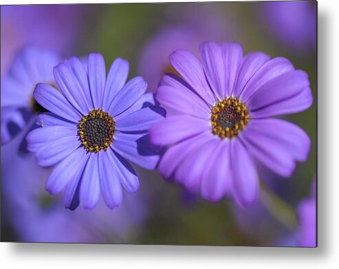 Jenny Rainbow Fine Art Photography Metal Print featuring the photograph Purple and Blue. Swan River Daisies by Jenny Rainbow
