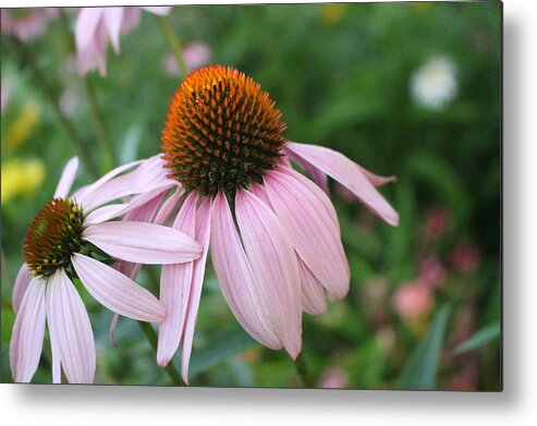 Purple Metal Print featuring the photograph Purple Coneflower Pair by Christopher Lotito