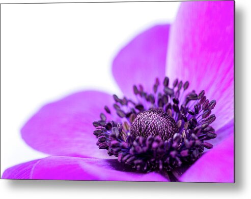 Anemone Coronaria Metal Print featuring the photograph Purple Delight by Tanya C Smith