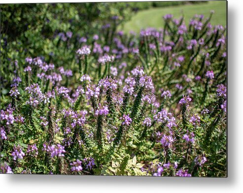 Photograph Metal Print featuring the photograph Purple Flowers by Kelly Thackeray