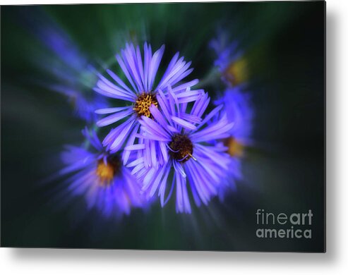 Astors Metal Print featuring the photograph Purple Passion by Elaine Manley