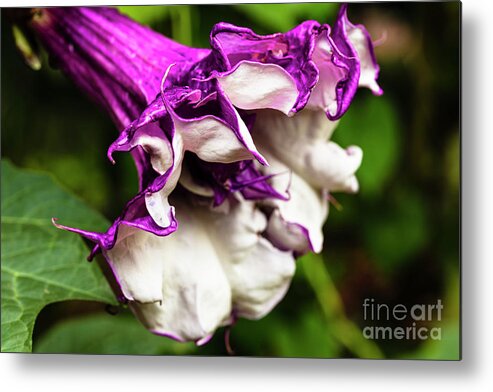 Brugmansia Metal Print featuring the photograph Purple Trumpet Flower by Raul Rodriguez