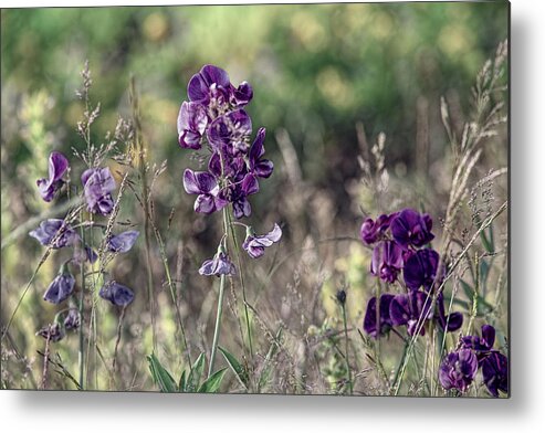 Wildflowers Metal Print featuring the photograph Purple Wildflowers by Bonnie Bruno