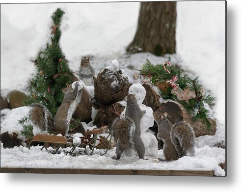 Grey Squirrels Metal Print featuring the photograph Putting snowmann face on by Dan Friend