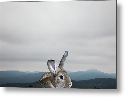 Scenics Metal Print featuring the photograph Rabbit In Front Of Mountains by Thomas Jackson