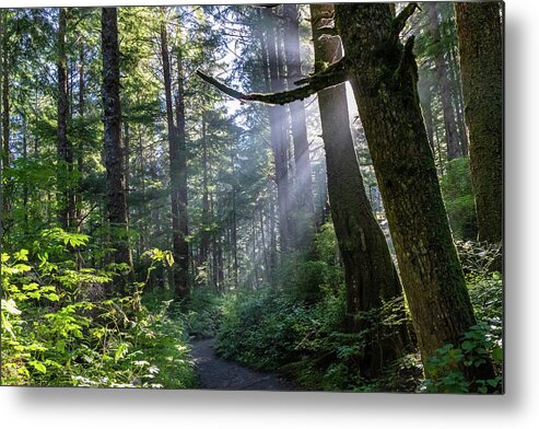 Background Metal Print featuring the photograph Rain Forest at La Push by Ed Clark