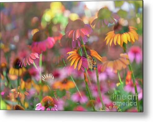 Cone Flowers Metal Print featuring the photograph Rainbows by Cathy Donohoue