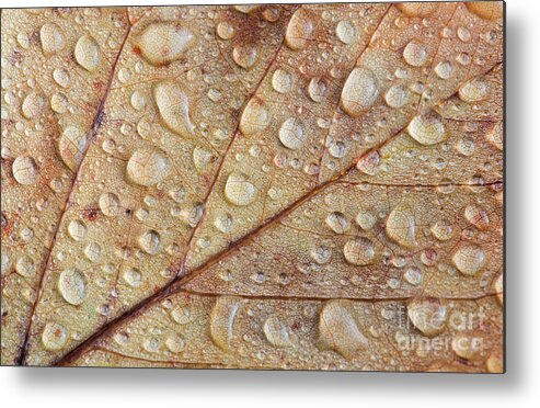 Raindrops Metal Print featuring the photograph Raindrops on Autumn Leaf by Tim Gainey