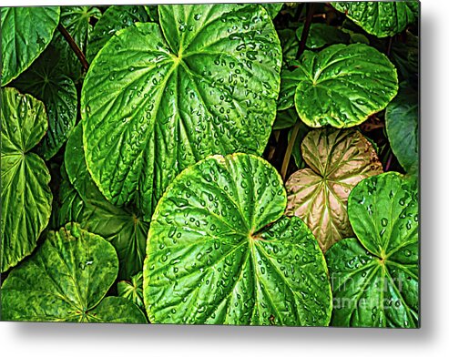 Colors Metal Print featuring the photograph Raindrops on Green Leaves by Roslyn Wilkins