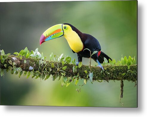 Keel-billed Metal Print featuring the photograph Ramphastos Sulfuratus, Keel-billed Toucan by Petr Simon