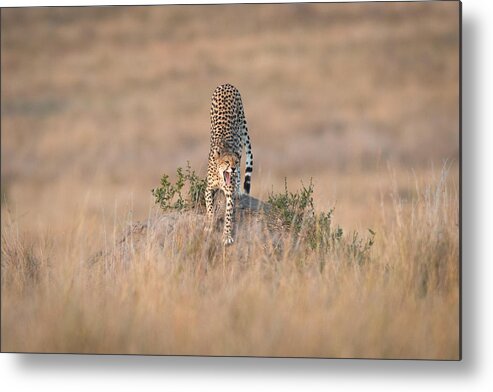 Wildlife Metal Print featuring the photograph Ready For A Fight. by Jeffrey C. Sink
