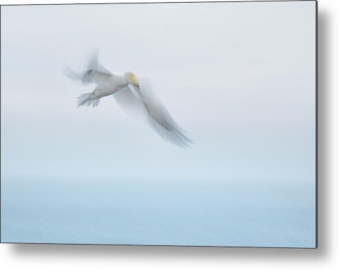 Animals Metal Print featuring the photograph Ready For Landing...... by Piet Haaksma
