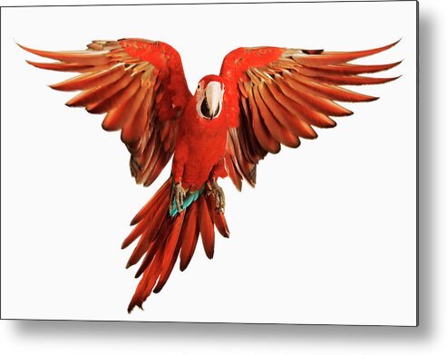 Macaw Metal Print featuring the photograph Red-and-green Macaw Ara Chloroptera by Martin Harvey