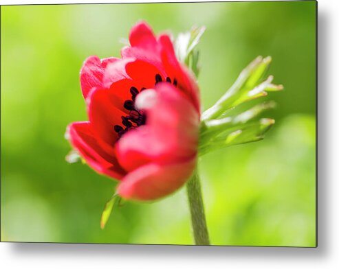 Red Poppy Metal Print featuring the photograph Red Anemone by Tanya C Smith