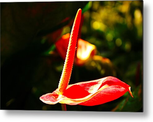 Laceleaf Metal Print featuring the photograph Red Anthurium Solo by Loretta S