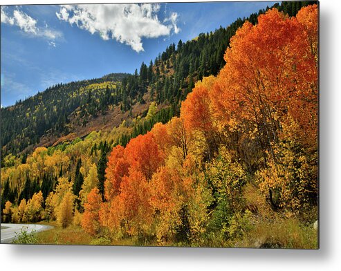 Colorado Metal Print featuring the photograph Red Aspens Along Highway 133 by Ray Mathis