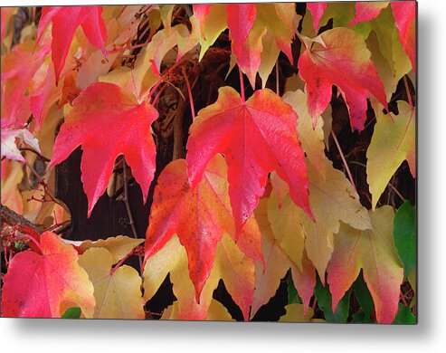 Boston Ivy Metal Print featuring the photograph Red Autumn Leaves by Martin Ruegner