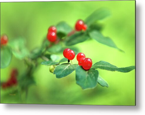 Christmas Metal Print featuring the photograph Red Berries by Christina Rollo