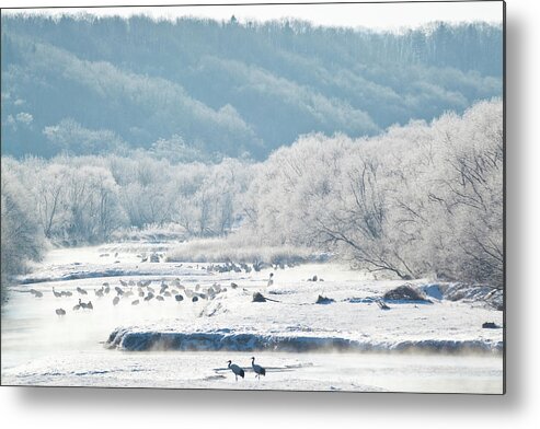 Scenics Metal Print featuring the photograph Red Crowned Cranes In Frozen River by Peter Adams