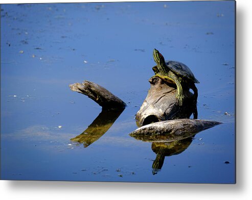 Albuquerque Metal Print featuring the photograph Red Eared Slider Basking in the Sun by Mary Lee Dereske