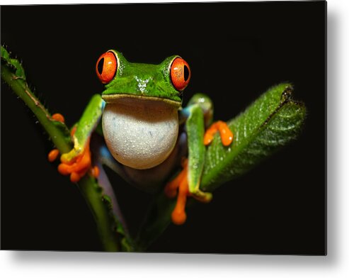 Nature Metal Print featuring the photograph Red-eyed Tree Frog by Milan Zygmunt