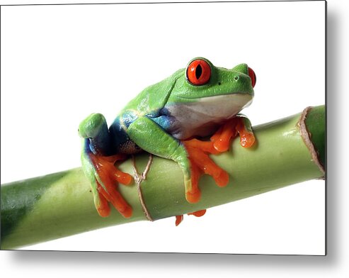 White Background Metal Print featuring the photograph Red-eyed Tree Frog by Mlorenzphotography