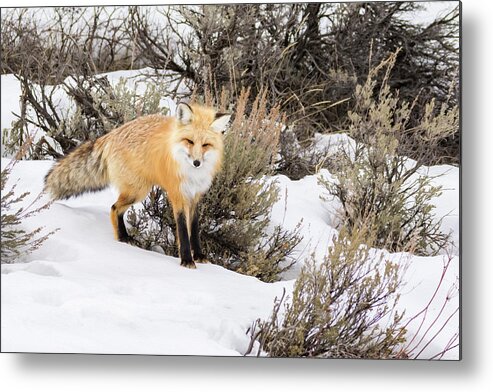 Red Fox 3 Metal Print featuring the photograph Red Fox 3 by Galloimages Online