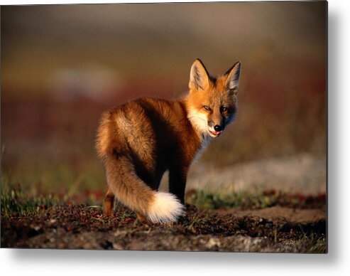 Looking Over Shoulder Metal Print featuring the photograph Red Fox Vulpes Vulpes On Rocky Ridge by Eastcott Momatiuk