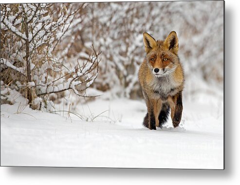 Fur Metal Print featuring the photograph Red Fox Walks Through The Snow by Menno Schaefer