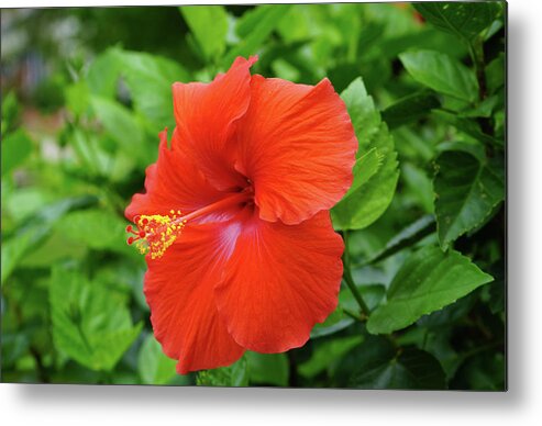 Hibiscus Metal Print featuring the photograph Red Hibiscus Glory by Christine Chin-Fook
