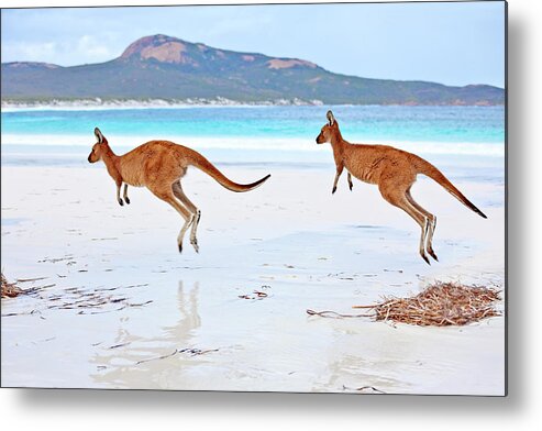 Water's Edge Metal Print featuring the photograph Red Kangaroos Macropus Rufus On A Beach by John W Banagan
