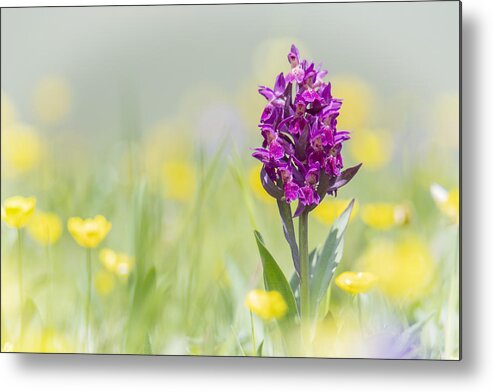 Nature Metal Print featuring the photograph Red Orchis by Antale.b