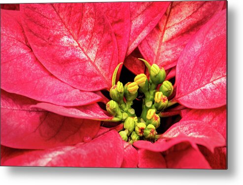 Flower Metal Print featuring the photograph Red Poinsettia by Don Johnson