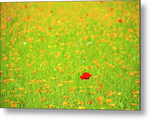 Grass Metal Print featuring the photograph Red Poppy Flower In Field Of Yellow by Daisuke Morita