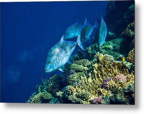 Underwater Metal Print featuring the photograph Red Sea Tuna by Alessandro Catta