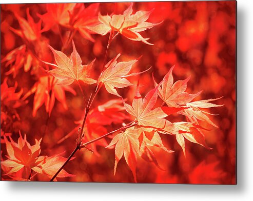 Tree Metal Print featuring the photograph Red Spring Sonata by Iryna Goodall