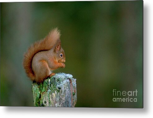Mammals Metal Print featuring the photograph Red Squirrel by Leslie J Borg/science Photo Library