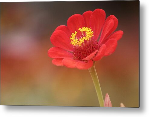 Art Metal Print featuring the photograph Red Zinnia by Joan Han