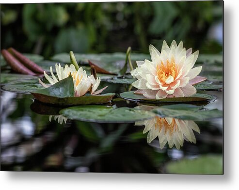 Flower Metal Print featuring the photograph Delicate Reflections by Laura Roberts