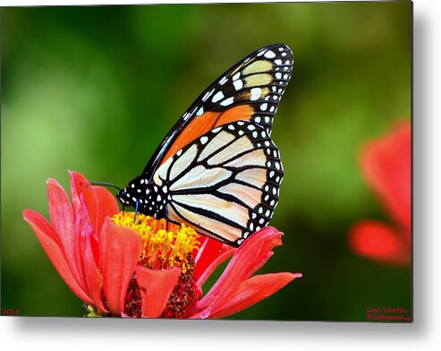 Monarch Butterflies Metal Print featuring the photograph Remembrance Sweet Angel Boy by Lisa Wooten