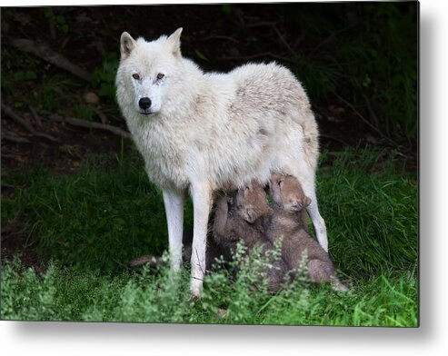 Wolf Metal Print featuring the photograph Remus And Romulus - Arctic Wolf by Jim Cumming